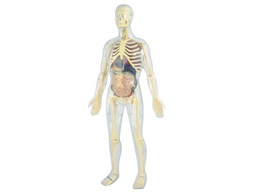 [99060] JUEGO MINILAND ANATOMIA HUMANA 45 PIEZAS 56 CM